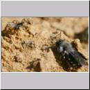 Stylops melittae - Faecherfluegler m45 5mm mit Andrena vaga.jpg